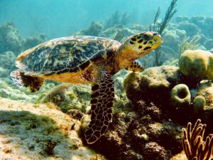 Akumal Sea Turtle Sanctuary