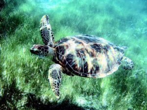 Akumal Sea Turtle Sanctuary