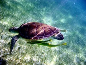 Akumal Sea Turtle Sanctuary