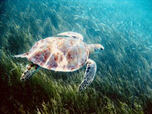 Akumal Sea Turtle Sanctuary