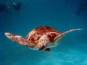 Akumal Sea Turtle Sanctuary