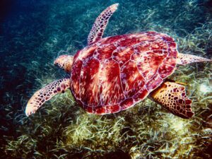 Akumal Sea Turtle Sanctuary