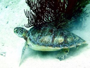 Akumal Sea Turtle Sanctuary