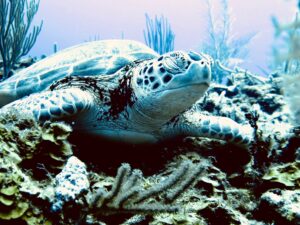 Akumal Sea Turtle Sanctuary