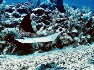 Eagle Ray at Panchitoo PDC Tours and Travels