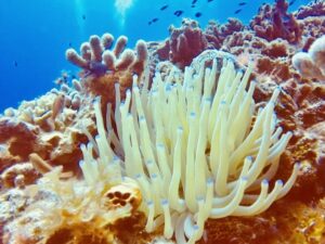 Anemona in Cozumel Coral reefs