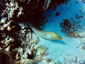 Eel in Cozumel Coral Reef