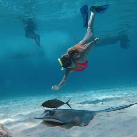 A Snorkeler and A Sting Ray