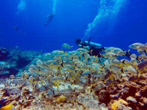 Diving in Cozumel at Panchitoo PDC Tours and Travels