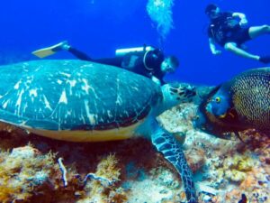 Sea turtle diving at Panchitoo PDC Tours and Travels