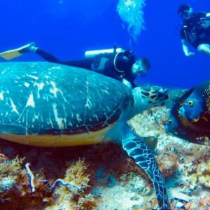 Sea turtle diving at Panchitoo PDC Tours and Travels