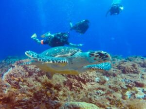 A diver and a Turtle