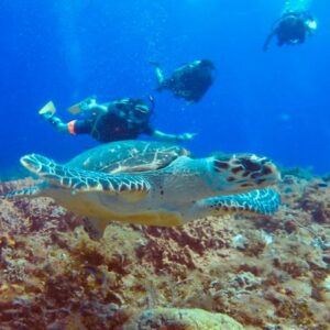 A diver and a Turtle