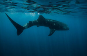 Whale shark Adventure