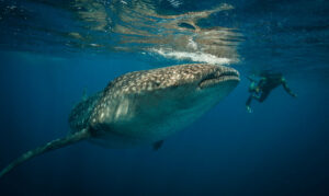 Whale shark Adventure