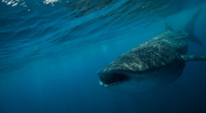 Whale shark Adventure