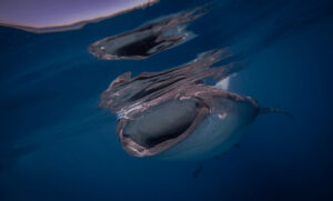 Whale Shark Adventure