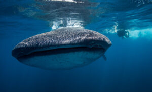 Whale shark Adventure