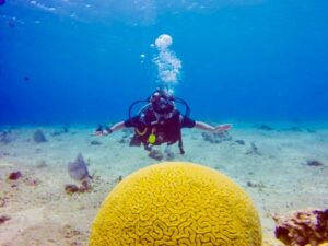 Brain Coral In Cozumel